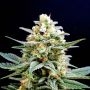 Kritical K Feminized Marijuana Strain by Kannabia For Sale Online at Cannabis Seeds Outlet