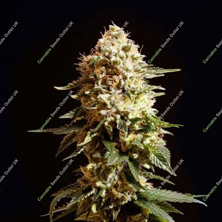 La Blanca Feminized Marijuana Strain by Kannabia For Sale Online at Cannabis Seeds Outlet