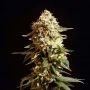 La Blanca Feminized Marijuana Strain by Kannabia For Sale Online at Cannabis Seeds Outlet