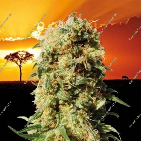 La Reina De Africa Feminized Marijuana Strain by Kannabia For Sale Online at Cannabis Seeds Outlet