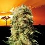 La Reina De Africa Feminized Marijuana Strain by Kannabia For Sale Online at Cannabis Seeds Outlet