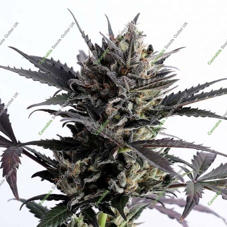 Lemon Haze Auto Feminized Marijuana Strain by Kannabia For Sale Online at Cannabis Seeds Outlet