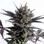 Lemon Haze Auto Feminized Marijuana Strain by Kannabia For Sale Online at Cannabis Seeds Outlet