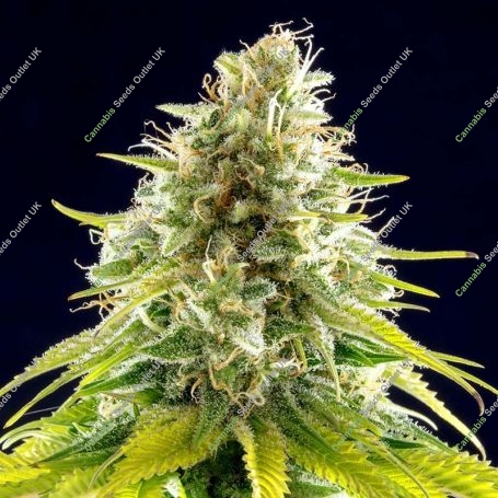 Mataro Blue Feminized Marijuana Strain by Kannabia For Sale Online at Cannabis Seeds Outlet