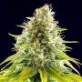 Mataro Blue Feminized Marijuana Strain by Kannabia For Sale Online at Cannabis Seeds Outlet