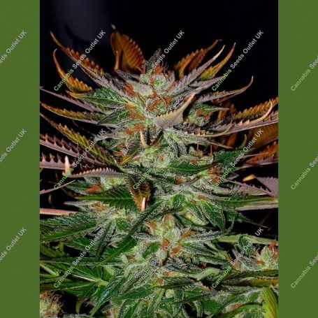 McEarly Regular Marijuana Strain by Kannabia For Sale Online at Cannabis Seeds Outlet