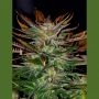 McEarly Regular Marijuana Strain by Kannabia For Sale Online at Cannabis Seeds Outlet