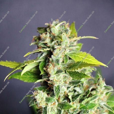 Mikromachine Auto Feminized Marijuana Strain by Kannabia For Sale Online at Cannabis Seeds Outlet