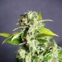 Mikromachine Auto Feminized Marijuana Strain by Kannabia For Sale Online at Cannabis Seeds Outlet