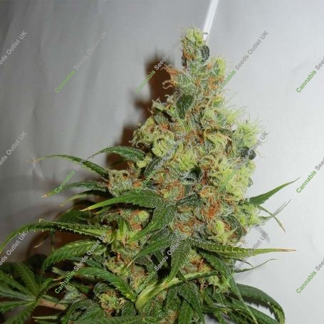 Neil Haze Regular Marijuana Strain by Kannabia For Sale Online at Cannabis Seeds Outlet