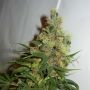 Neil Haze Regular Marijuana Strain by Kannabia For Sale Online at Cannabis Seeds Outlet