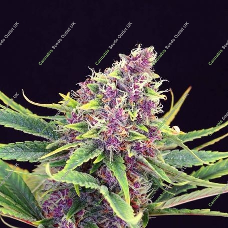Purple Kush Feminized Marijuana Strain by Kannabia For Sale Online at Cannabis Seeds Outlet
