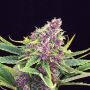 Purple Kush Feminized Marijuana Strain by Kannabia For Sale Online at Cannabis Seeds Outlet