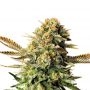 Russian Doll Feminized Marijuana Strain by Kannabia For Sale Online at Cannabis Seeds Outlet