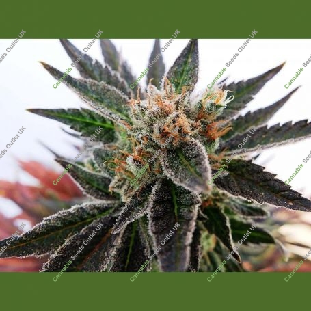 Sativa Dream Feminized Marijuana Strain by Kannabia For Sale Online at Cannabis Seeds Outlet