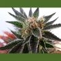 Sativa Dream Feminized Marijuana Strain by Kannabia For Sale Online at Cannabis Seeds Outlet
