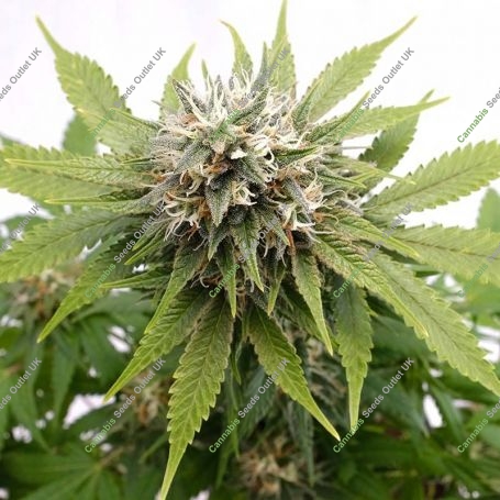 Silver Widow Feminized Marijuana Strain by Kannabia For Sale Online at Cannabis Seeds Outlet