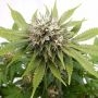 Silver Widow Feminized Marijuana Strain by Kannabia For Sale Online at Cannabis Seeds Outlet