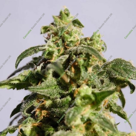 Skunk + Feminized Marijuana Strain by Kannabia For Sale Online at Cannabis Seeds Outlet