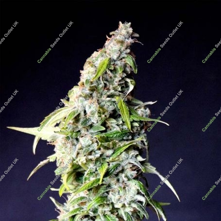 Speedy Boom Auto Feminized Marijuana Strain by Kannabia For Sale Online at Cannabis Seeds Outlet
