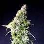 Speedy Boom Auto Feminized Marijuana Strain by Kannabia For Sale Online at Cannabis Seeds Outlet
