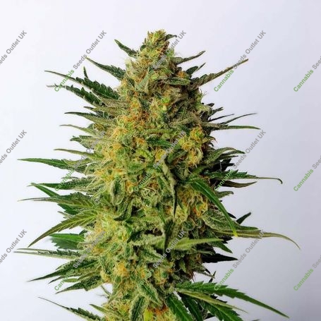 Super AK Feminized Marijuana Strain by Kannabia For Sale Online at Cannabis Seeds Outlet