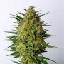 Super AK Feminized Marijuana Strain by Kannabia For Sale Online at Cannabis Seeds Outlet