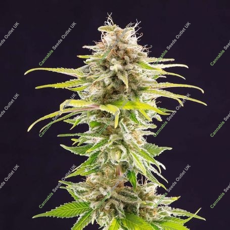 Super OG Kush Feminized Marijuana Strain by Kannabia For Sale Online at Cannabis Seeds Outlet