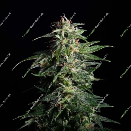 Swiss Dream Auto CBD Feminized Marijuana Strain by Kannabia For Sale Online at Cannabis Seeds Outlet