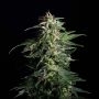 Swiss Dream Auto CBD Feminized Marijuana Strain by Kannabia For Sale Online at Cannabis Seeds Outlet