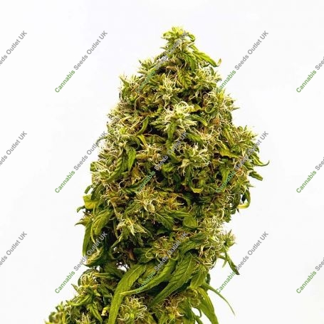 Swiss Dream CBD Feminized Marijuana Strain by Kannabia For Sale Online at Cannabis Seeds Outlet