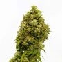 Swiss Dream CBD Feminized Marijuana Strain by Kannabia For Sale Online at Cannabis Seeds Outlet