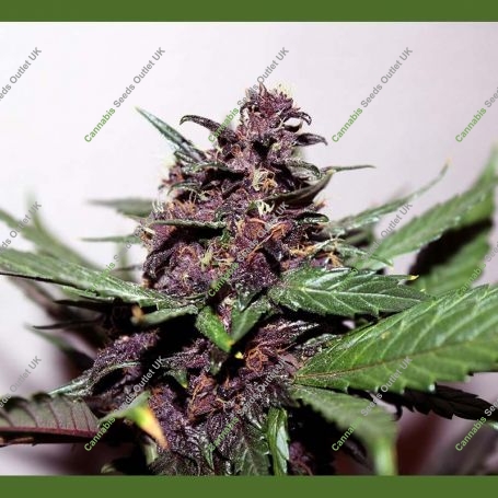 Swiss Dream Rose Auto CBD Feminized Marijuana Strain by Kannabia For Sale Online at Cannabis Seeds Outlet