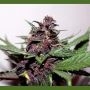 Swiss Dream Rose Auto CBD Feminized Marijuana Strain by Kannabia For Sale Online at Cannabis Seeds Outlet