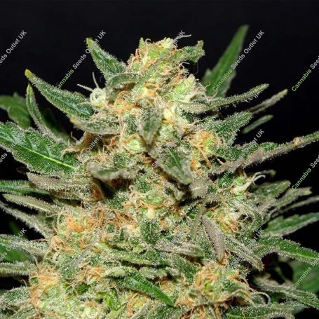 Thai Fantasy Feminized Marijuana Strain by Kannabia For Sale Online at Cannabis Seeds Outlet