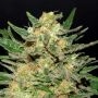 Thai Fantasy Feminized Marijuana Strain by Kannabia For Sale Online at Cannabis Seeds Outlet
