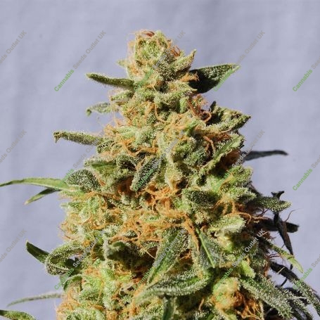 White Domina Feminized Marijuana Strain by Kannabia For Sale Online at Cannabis Seeds Outlet