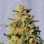 White Domina Feminized Marijuana Strain by Kannabia For Sale Online at Cannabis Seeds Outlet