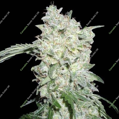 Afghani Special Regular Marijuana Strain by KC Brains Seeds For Sale Online at Cannabis Seeds Outlet