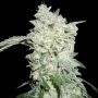 Afghani Special Regular Marijuana Strain by KC Brains Seeds For Sale Online at Cannabis Seeds Outlet