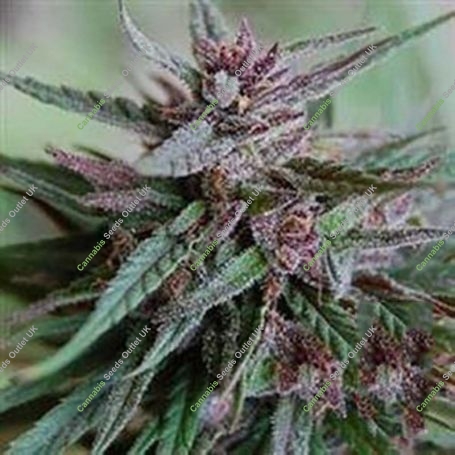 Bahia Blackhead Regular Marijuana Strain by KC Brains Seeds For Sale Online at Cannabis Seeds Outlet