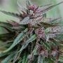 Bahia Blackhead Regular Marijuana Strain by KC Brains Seeds For Sale Online at Cannabis Seeds Outlet