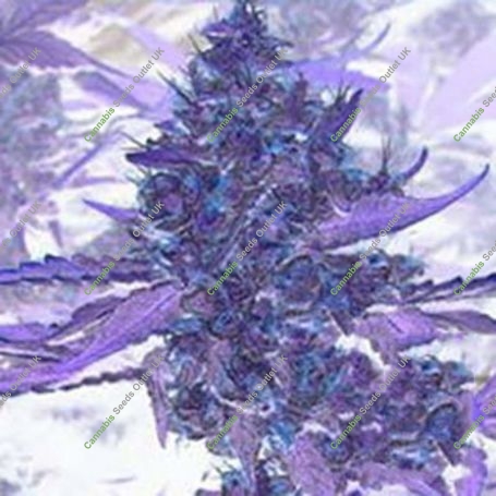 Brains Choice Regular Marijuana Strain by KC Brains Seeds For Sale Online at Cannabis Seeds Outlet