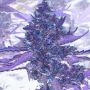Brains Choice Regular Marijuana Strain by KC Brains Seeds For Sale Online at Cannabis Seeds Outlet