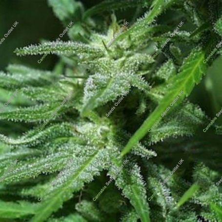 Brains Damage Regular Marijuana Strain by KC Brains Seeds For Sale Online at Cannabis Seeds Outlet