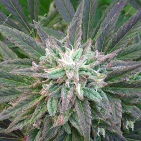 Brains Escape Regular Marijuana Strain by KC Brains Seeds For Sale Online at Cannabis Seeds Outlet