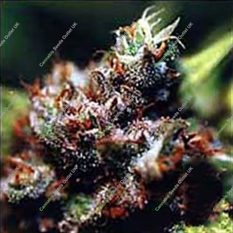 Brasil x KC Regular Marijuana Strain by KC Brains Seeds For Sale Online at Cannabis Seeds Outlet