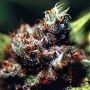 Brasil x KC Regular Marijuana Strain by KC Brains Seeds For Sale Online at Cannabis Seeds Outlet