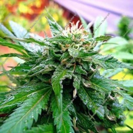 California Special Regular Marijuana Strain by KC Brains Seeds For Sale Online at Cannabis Seeds Outlet