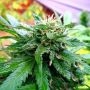 California Special Regular Marijuana Strain by KC Brains Seeds For Sale Online at Cannabis Seeds Outlet